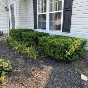 Bush Trimming by Steve’s mowing company reviewed on August 26, 2024