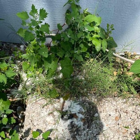 Cleanups by Supreme Home Services reviewed on May 12, 2022