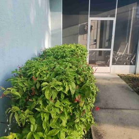 Bush Trimming by ATM reviewed on July 14, 2022