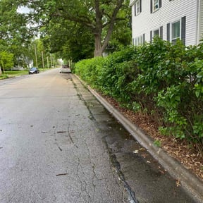 Bush Trimming by The Maintenance Dept reviewed on June 11, 2022