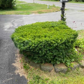 Bush Trimming by Hermano Landscape reviewed on July 20, 2022