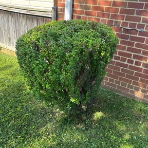 Bush Trimming by Green Oasis Lawn Care reviewed on January 1, 2024