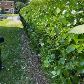 Bush Trimming by The lawn Service,LLC reviewed on July 29, 2022