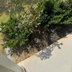 Weeding by Guadalupe reviewed on October 8, 2024