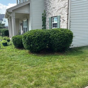 Bush Trimming by Roy's Mowing Services reviewed on August 3, 2022