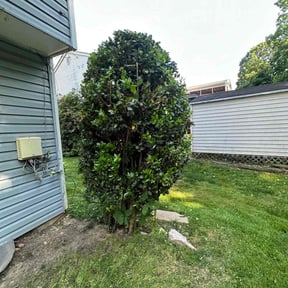 Bush Trimming by PRICE Lawn Care reviewed on June 27, 2022