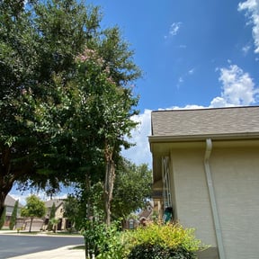 Bush Trimming by R &M landscaping. reviewed on March 12, 2025