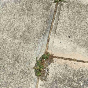 Weeding by Nine Lines Lawn Care reviewed on July 11, 2022