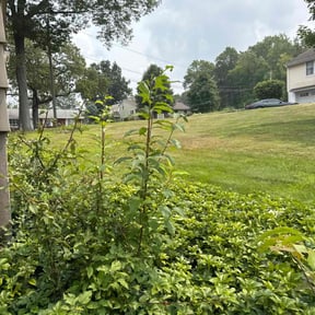 Bush Trimming by Yanez Brothers Landscaping reviewed on July 28, 2022