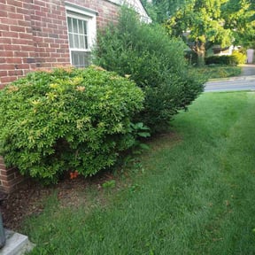 Bush Trimming by Curb Appeal Lawn and Landscape Services reviewed on June 4, 2025