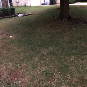 Bush Trimming by Creative Lawn Cuts & Landscaping reviewed on June 24, 2025