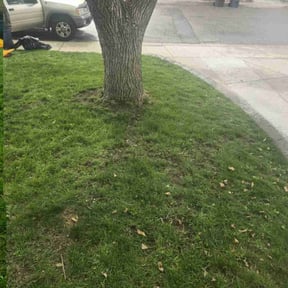 Leaf Removal by My Family Lawn Care reviewed on June 8, 2022