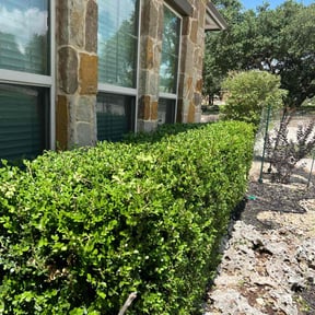 Bush Trimming by Bean Sprout Lawn Service LLC reviewed on August 11, 2020