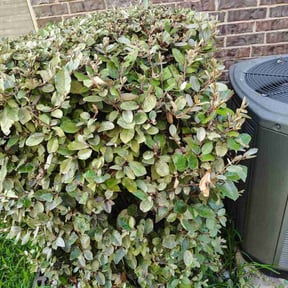 Bush Trimming by CSS Property Maintenance Services reviewed on July 13, 2022