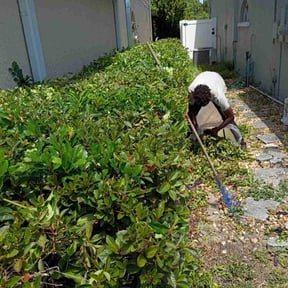 Bush Trimming by Ninja Cutter Inc. reviewed on October 24, 2022