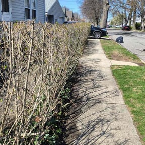 Bush Trimming by SRC Lawn Care reviewed on July 10, 2022