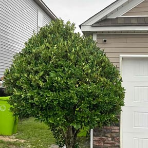 Bush Trimming by handy Jays reviewed on October 12, 2022