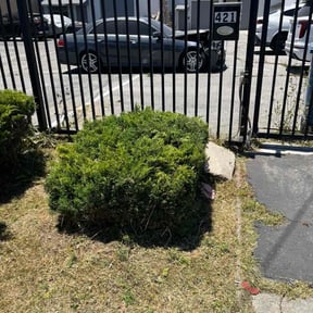 Bush Trimming by Rc lawn care Service reviewed on April 20, 2022