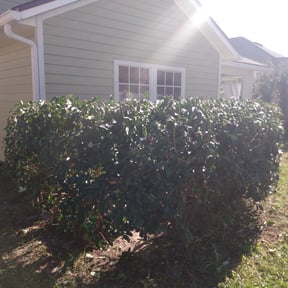 Bush Trimming by The lawn Service,LLC reviewed on June 3, 2022