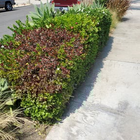 Bush Trimming by Tilcco reviewed on May 24, 2022