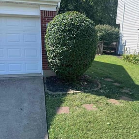 Bush Trimming by LSLTDallas/FortWorthTruGreen reviewed on June 11, 2025