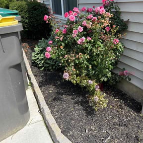 Flower Bed Weeding by The customer first reviewed on September 1, 2021