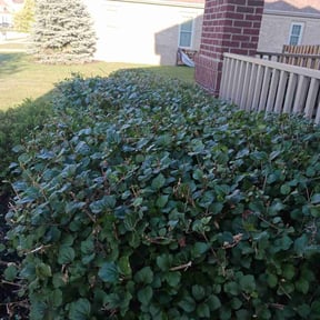 Bush Trimming by real lawn service reviewed on October 21, 2022