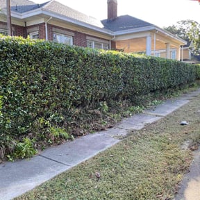 Bush Trimming by Betty Lawn Care reviewed on June 4, 2022