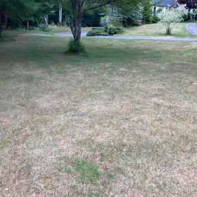 Bush Trimming by (PFGS) PO FOLKZ GARDEN Services reviewed on July 25, 2022
