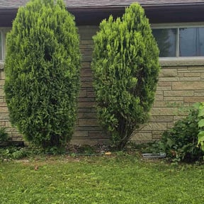 Bush Trimming by J&J Lawnz reviewed on June 16, 2022