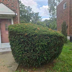 Bush Trimming by Brandon property care reviewed on November 5, 2023