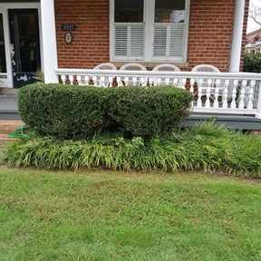Bush Trimming by Js Lawn Care reviewed on August 22, 2024