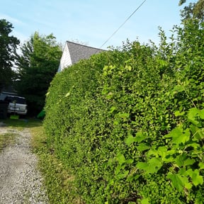 Bush Trimming by VC & Sons Total Home Solutions reviewed on October 27, 2021