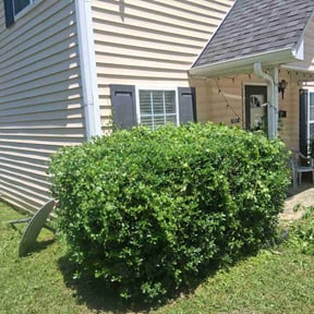 Bush Trimming by Clean Green Lawn Care reviewed on July 17, 2021