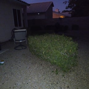 Bush Trimming by Residential maintenance reviewed on April 26, 2022