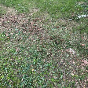 Bush Trimming by MJ Lawn reviewed on October 7, 2024