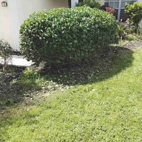 Bush Trimming by Curry's mowing reviewed on May 1, 2022