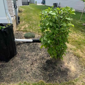 Bush Trimming by Lawn and Labor Services reviewed on May 4, 2022