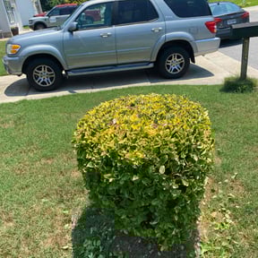Bush Trimming by Cut reviewed on July 12, 2022
