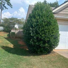 Bush Trimming by Treehous, LLC reviewed on September 11, 2021