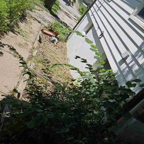 Flower Bed Weeding by Mora Brothers Tree and Landscaping reviewed on May 3, 2022