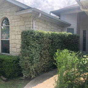 Bush Trimming by Ledezma reviewed on July 18, 2024