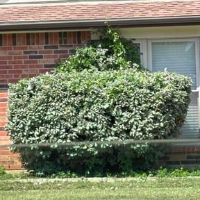 Bush Trimming by The Yard Butler of DFW reviewed on June 17, 2022