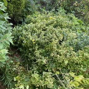 Bush Trimming by Aritalawncare reviewed on August 5, 2022