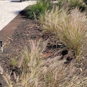 Flower Bed Weeding by DLAWN SERVICE LLC reviewed on February 22, 2025