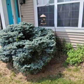Bush Trimming by Fisher lawncare reviewed on October 2, 2024