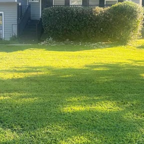 Bush Trimming by Peachy clean pressure washing, LLC reviewed on August 15, 2021