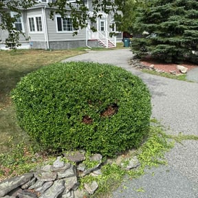 Bush Trimming by Rays Lawn Grooming & Snow Removal LLC reviewed on July 7, 2022