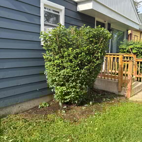 Bush Trimming by Lake Area Landscaping reviewed on November 15, 2024