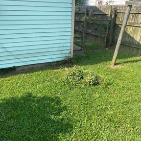 Bush Trimming by Type A Lawn Guy reviewed on June 24, 2025